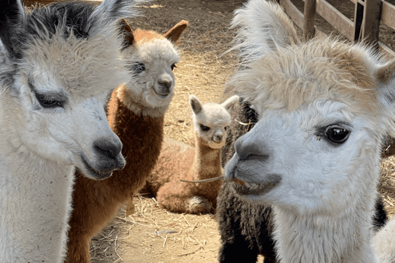 Santiago: Private Inca Lake and Alpaca Farm or Vineyard