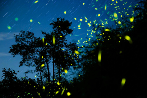 Semporna: Mangrove Cruise, Fireflies, Dinner & Transfer