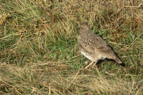 Addis Ababa: 8-Day Bale Mountains Birdwatching Tour