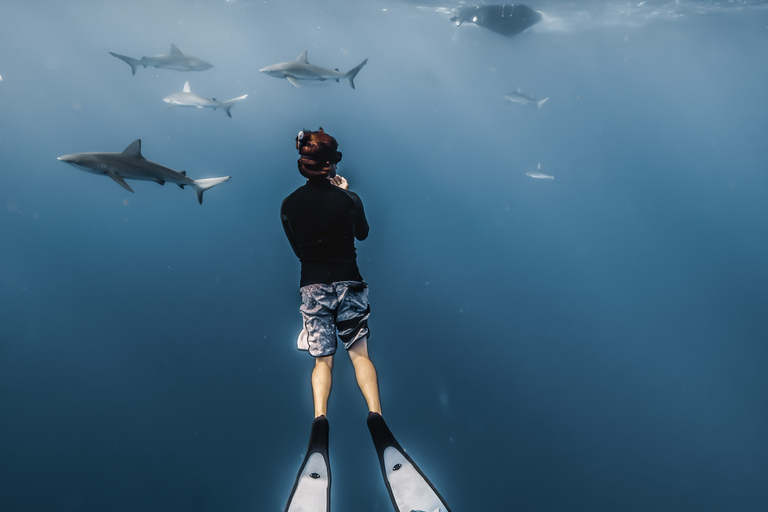 Oahu: Cage-Free Shark Diving Adventure Oahu: Cage-Free Shark Diving Adventure with Photos