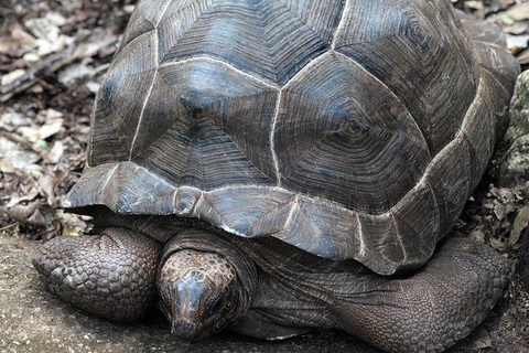 ZANZIBAR: Spice Farm Tour + Lunch & Prison Island Boat Trip