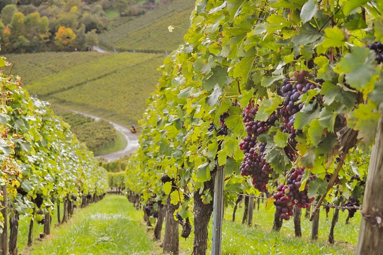 Stuttgart: Excursión con cata de vinosStuttgart: visita guiada a pie con cata de vinos