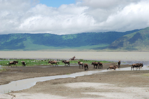 Arusha: Dagstur till Ngorongoro-kratern