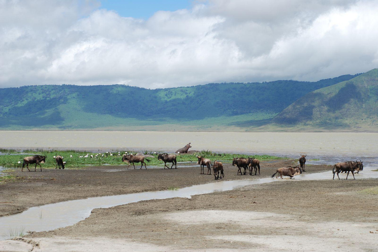 Safari de 2 dias em Tarangire e na Cratera de Ngorongoro