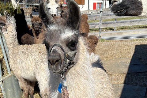 Triesenberg: Vandra med lamor i bergen