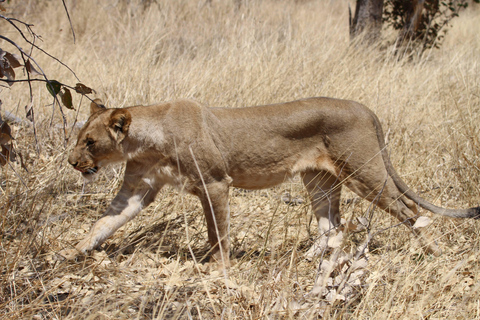 Victoria Falls: Safari game drive tour 3 hours