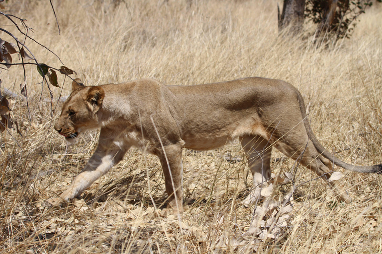Victoria Falls: Safari game drive tour 3 hours