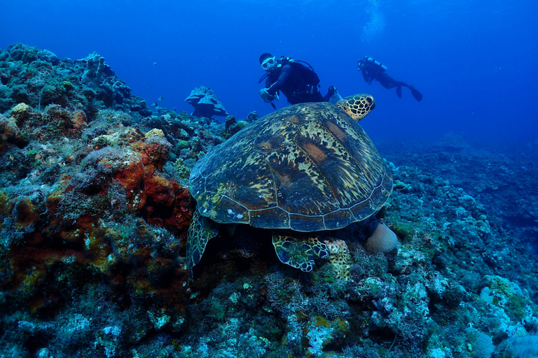 Mirissa: Sea Turtle Conservation Experience with Snorkeling
