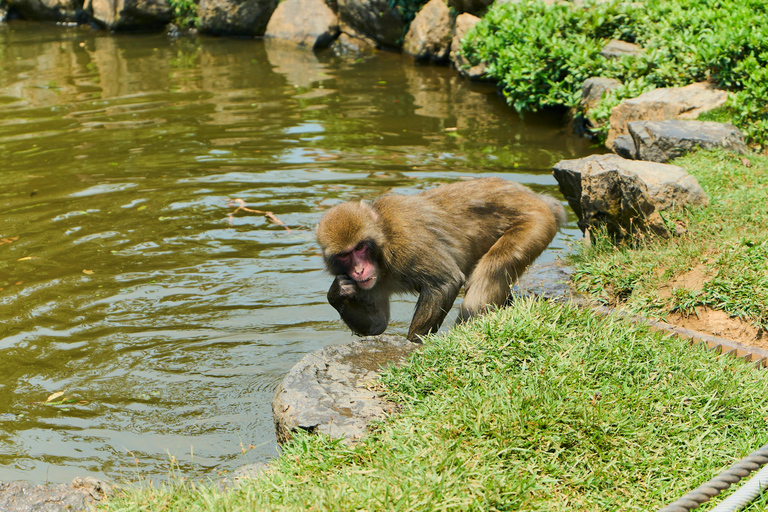 Kyoto: Arashiyama UNESCO Walking Tour with Admission