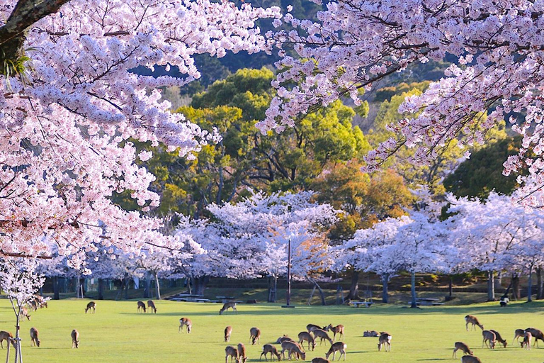 A Thousand Blossoms & Deer: Nara Spring Day Tour