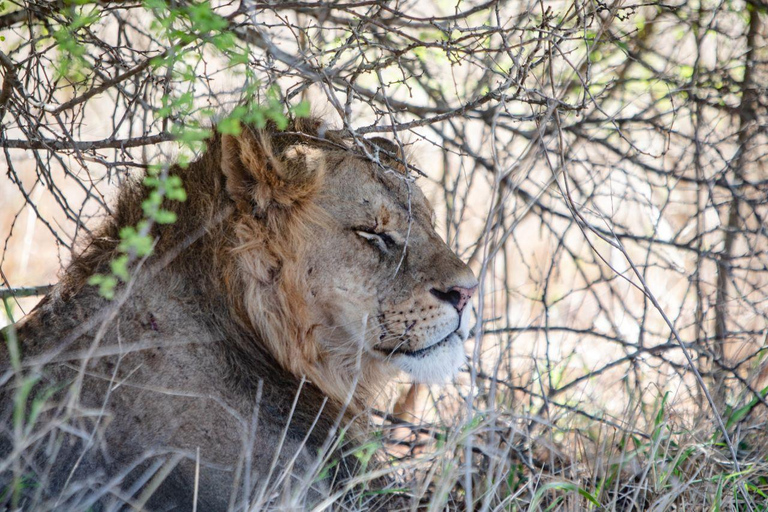 迪亚尼：城市观光、Vipingo Ridge 高尔夫球场、察沃东部国家公园观光迪亚尼：城市观光、Vipingo Ridge 高尔夫球场、Tsavo East 野生动物观光