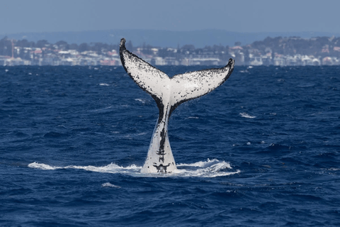 Perth: Whale Watching Cruise from Hillarys Boat Harbour