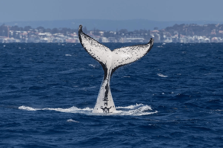 Perth: Whale Watching Cruise from Hillarys Boat Harbour