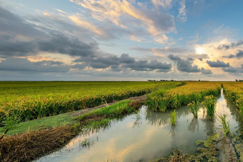From Alicante: Day Trip to Valencia and the Albufera with Boat Ride From Alicante in English
