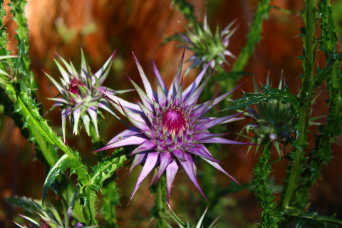 Türkiye: Lycian Way 8-Day Hiking Guided Tour with Boat Trip Lycian Way Hike