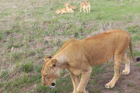 4 of the Big 5 Nairobi National Park Game Drive Nairobi National Park Half-day Game Drive