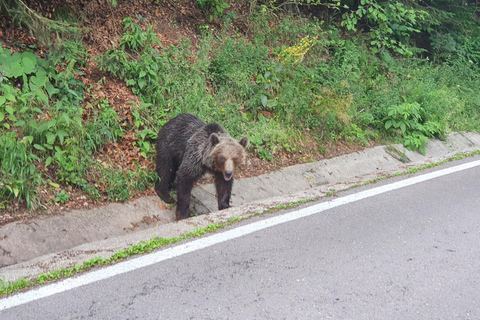 De Bucarest: visite privée de 2 jours sur l'autoroute Transfagarasan