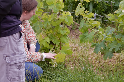 Bordeaux: St. Emilion wijn- en e-biketour met lunch