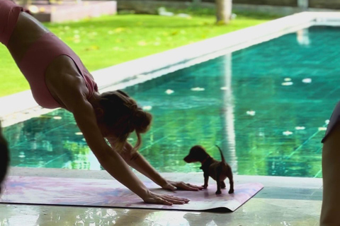 Bali Clase de Yoga para Cachorros en Canggu con Bebidas Refrescantes