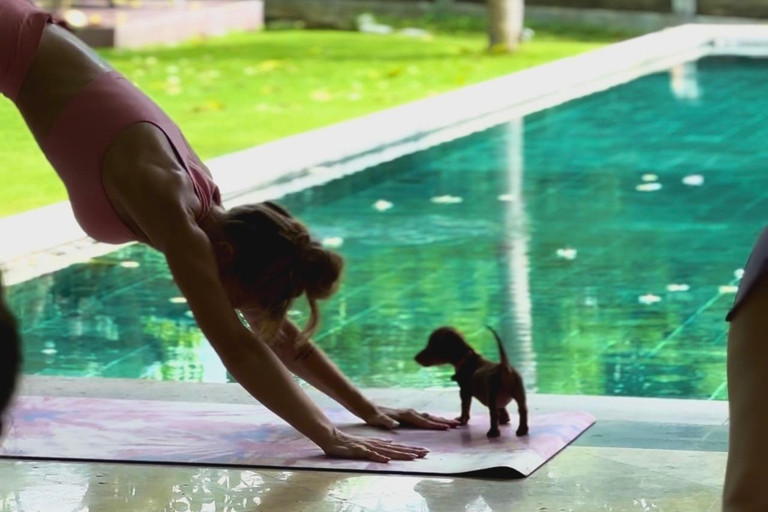 Bali : Cours de yoga pour chiots à Canggu avec boissons rafraîchissantes