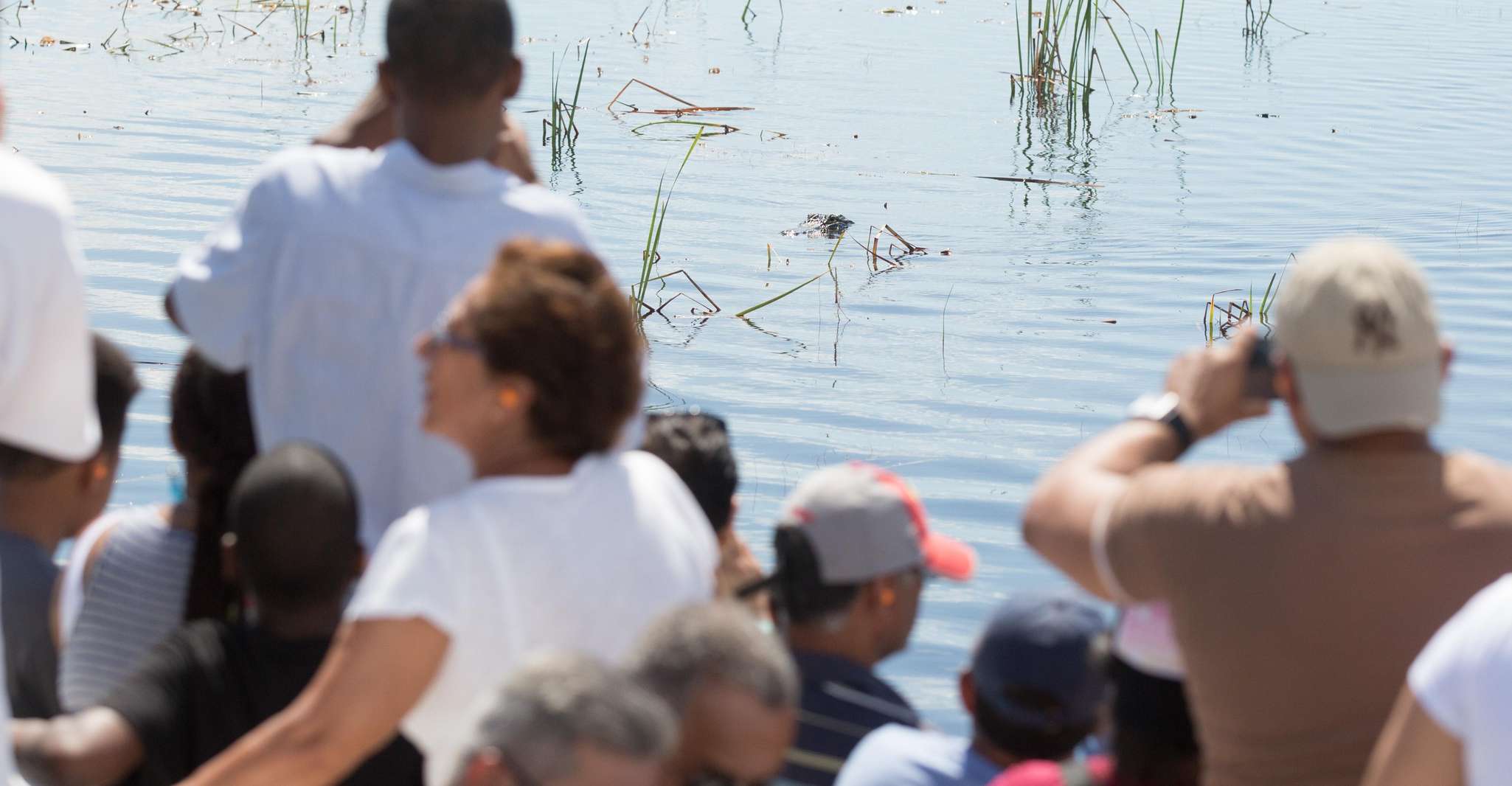 Miami: Everglades Airboat, Wildlife Exhibit & Roundtrip Bus photo 19