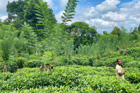 Colombo: Tour delle piantagioni di tè e delle tenute di gomma con pranzo