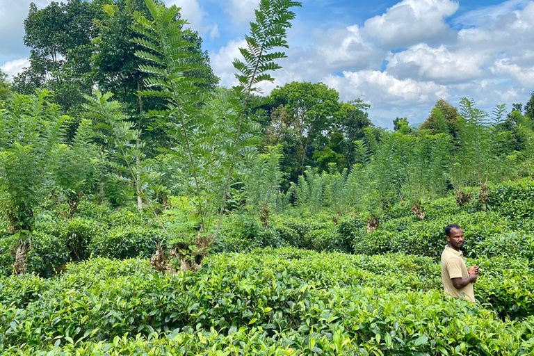 Colombo: Tour delle piantagioni di tè e delle tenute di gomma con pranzo