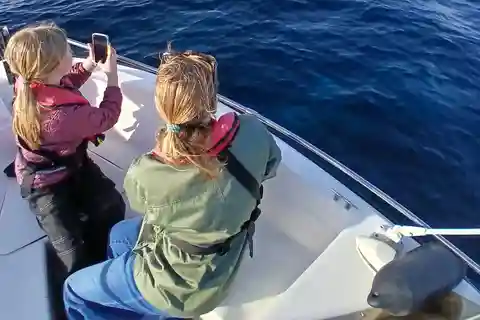 Faro: Passeio de barco fantástico para observação de golfinhos