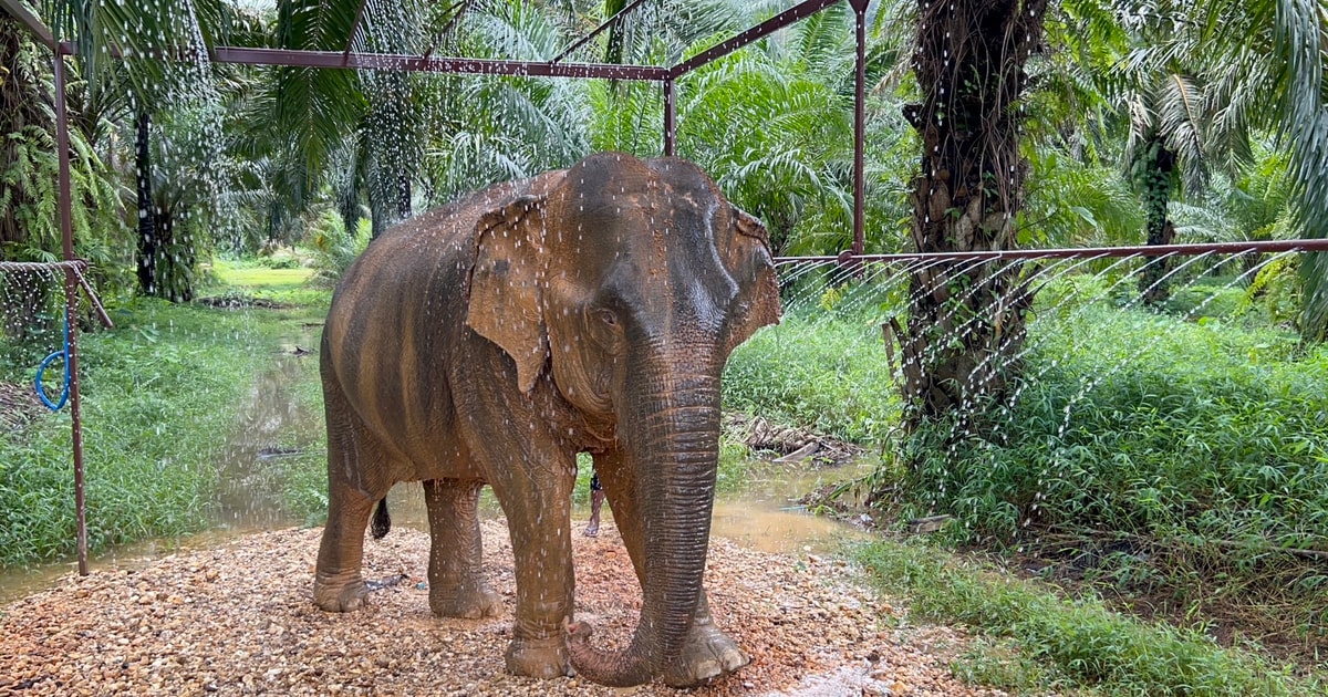 Khao Sok Ethical Elephant Sanctuary Visit GetYourGuide