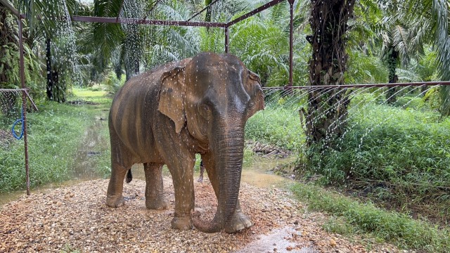 Khao Sok: Ethical Elephant Sanctuary Visit