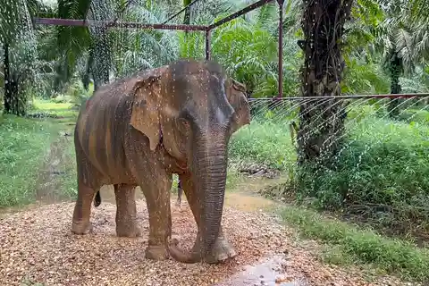 Khao Sok: visita etica al Santuario degli elefanti