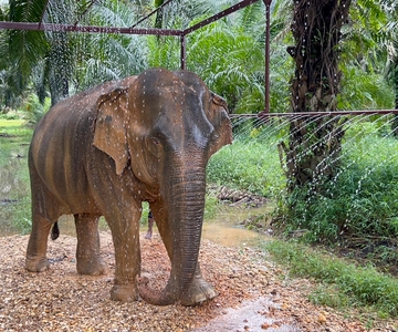 Khao Sok: Ethical Elephant Sanctuary Visit