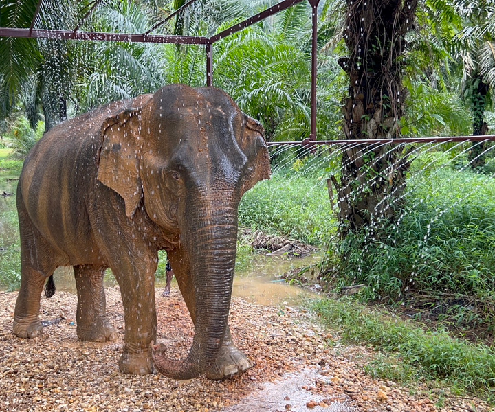 Khao Sok: Ethical Elephant Sanctuary Visit