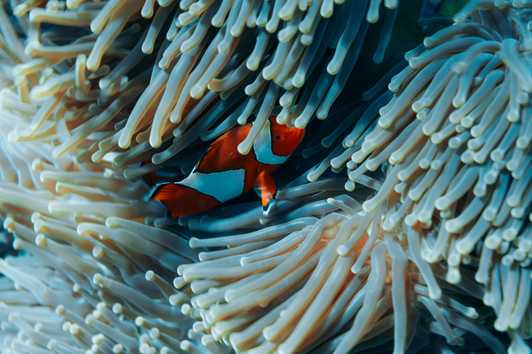 From Bali: Private Half-Day Snorkeling Tour to Nusa Penida Half Day Private Boat Trip with Hotel Transfers
