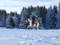 Horse Riding Day Trip in the Rila Mountain - Housity