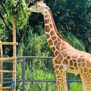Cebu: Safari Adventure Park Day Trip Cebu: Safari Adventure Park Day Trip