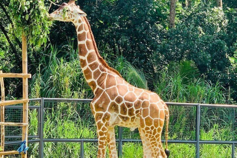 Cebú:Excursión de un día al Parque de Aventuras Safari de Cebú