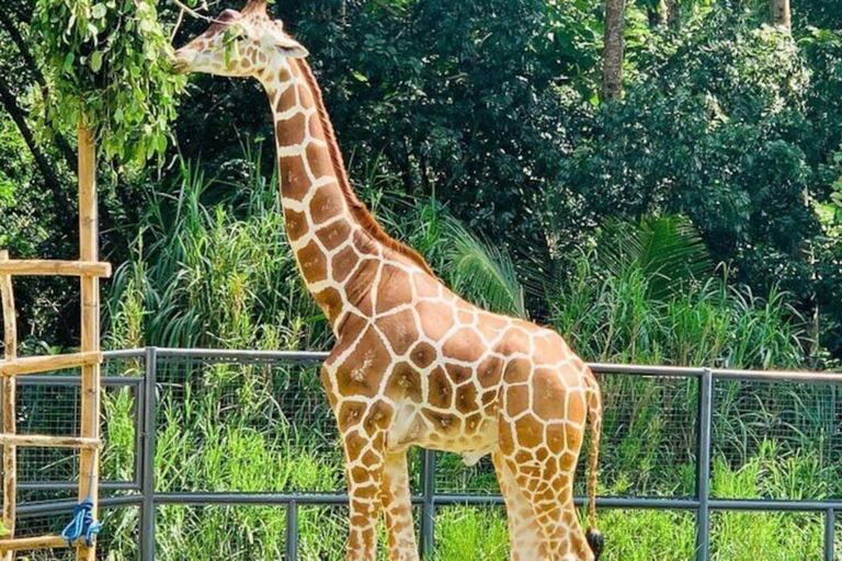 Cebú:Excursión de un día al Parque de Aventuras Safari de Cebú