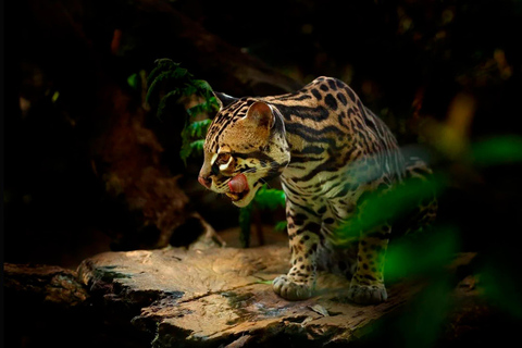 Desde Madre de Dios | Paseo nocturno por la selva amazónica