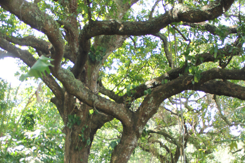 VISITE DE LA FORÊT DE CACAO