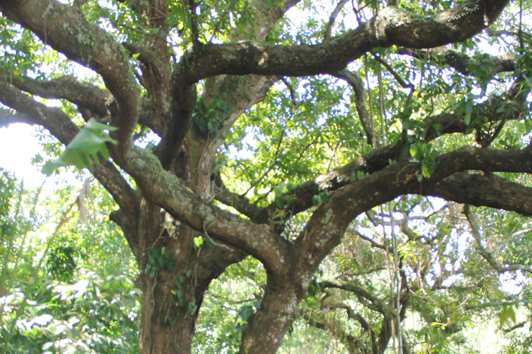 VISITA AL BOSQUE DE CACAO