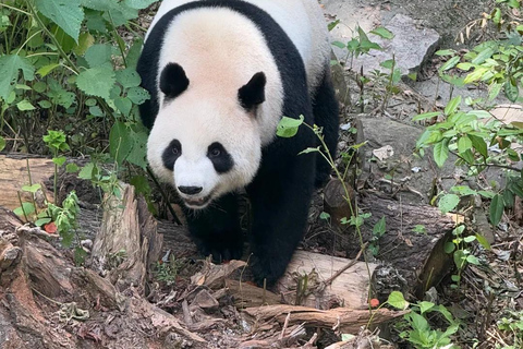 Nanjing: Hongshan Forest Zoo and Giant Panda Sanctuary