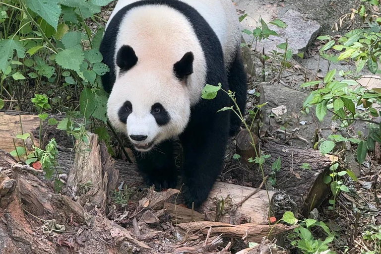 Nanjing: Hongshan Forest Zoo and Giant Panda Sanctuary