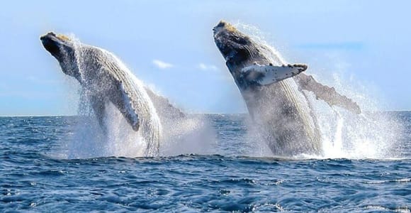 Los Cabos: Catamaran Whale Watching Cruise