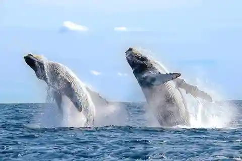Los Cabos: Catamaran Whale Watching Cruise