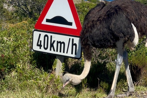 Cape of Good Hope, Chapman's Peak Drive, Penguins , Seals