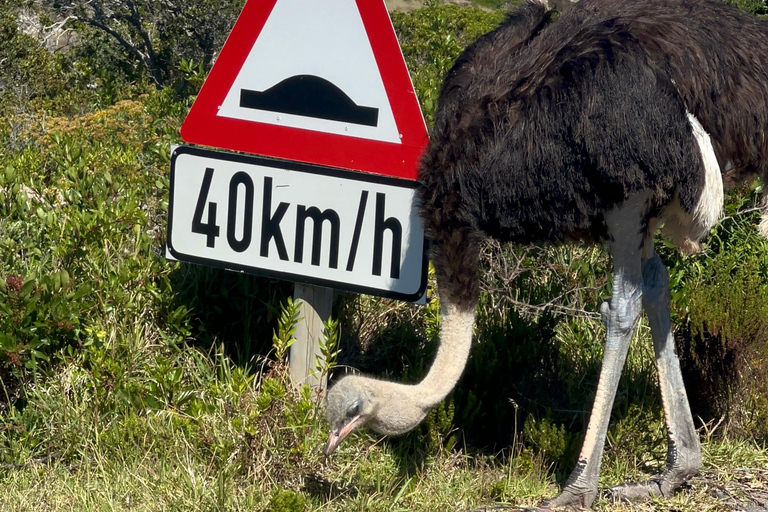 Cape of Good Hope, Chapman's Peak Drive, Penguins , Seals