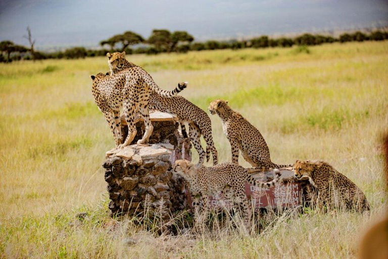 Nairobi :Amboseli National Park Game Drive Tour