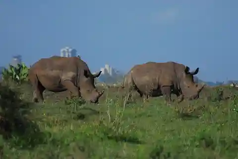 Nairobi: National Park, Elephant Orphanage and Giraffe Tour