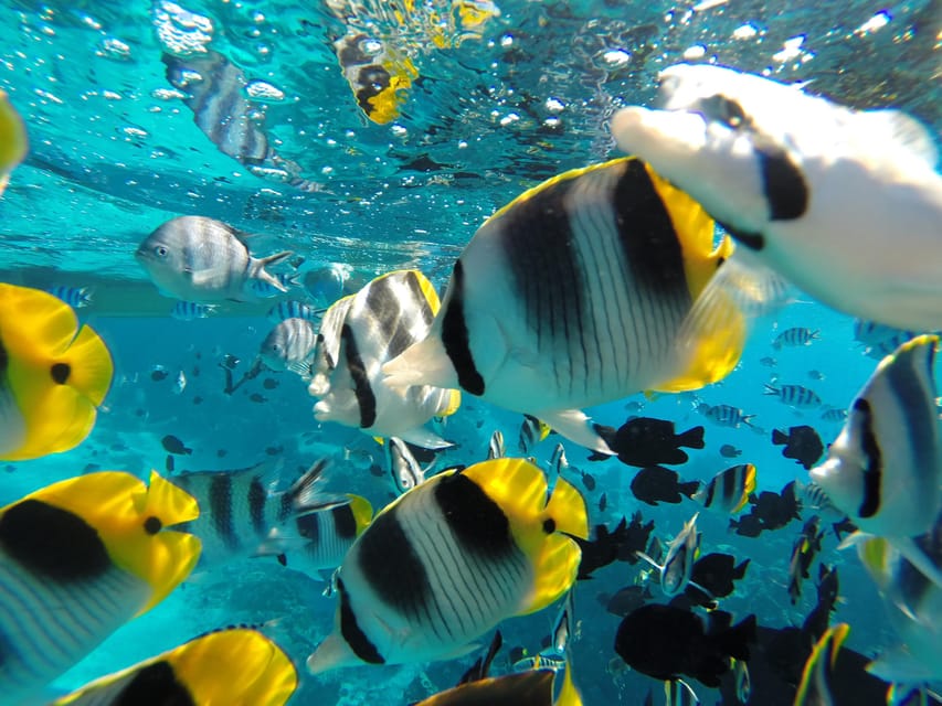 Bora-Bora : visite du lagon en plongée libre
